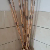 گلدان و نی بامبو سایز درشت