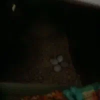 عروس هلندی مولد