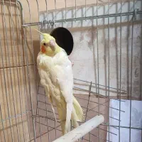 عروس هلندی مولد
