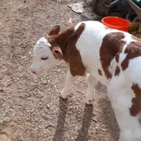 فروش یک جا گاو و گوساله|حیوانات مزرعه|فولادشهر, فولادشهر|دیوار