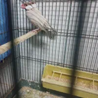 دوجفت نرگسی شکلاتی جوجه داده