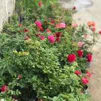 کاشت گل رز هلندی دایم گل|گل و گیاه طبیعی|تهران, شهرک دانشگاه|دیوار