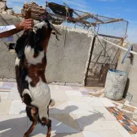 پاچن بدون دندان  مشتری واقعی تماس|حیوانات مزرعه|سراوان, |دیوار