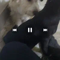 گمشده|حیوانات|قم, باجک دو|دیوار