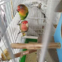 طوطی برزیلی