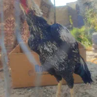 لاری اصیل|حیوانات مزرعه|نقده, |دیوار