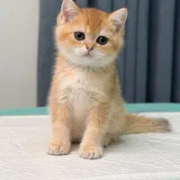 طلای ۲۴ عیار گربه بریتانیایی|گربه|تهران, نیاوران|دیوار