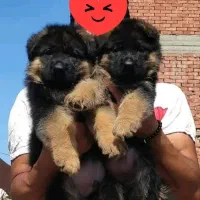 توله سگ ژرمن شولاین ۶۰روزه