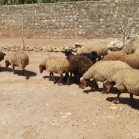 گوسفند داشتی همه آبستن