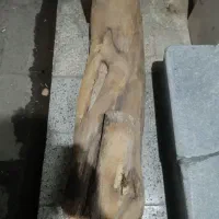 تنه درخت