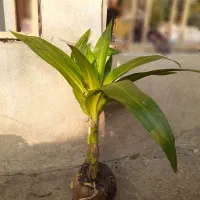 گلهای خانگی|گل و گیاه طبیعی|رشت, علی آباد|دیوار