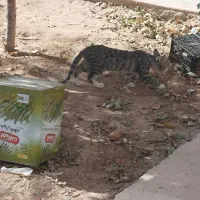 وگذارگربه