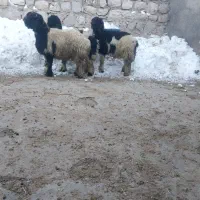 بره تخمی|حیوانات مزرعه|شهرکرد, |دیوار