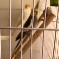 عروس هلندی|پرنده|تهران, سردارجنگل|دیوار