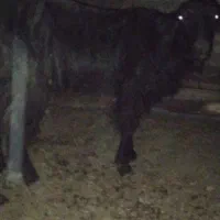 بز جوان و سالم فقط لاغره در فیروزآباد