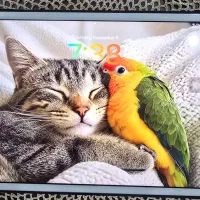 تبلت اپل iPad 8th 2020 Wifi