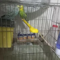 یه جفت مرغ عشق بالغ معاوضه طوطی برزیلی