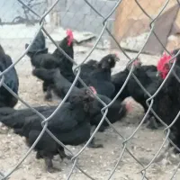 جوجه مرغ و خروس زینتی