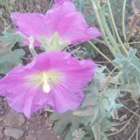 سیم کارت ۹۱۲ با کد ۳ فروشی