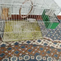مرغ عشق|پرنده|میاندوآب, |دیوار