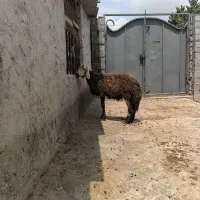 گوسفند بره قوچ میش