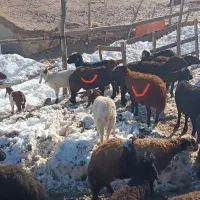 ۳راس کاور آبستن. میش.  قوچ . بز|حیوانات مزرعه|تربت جام, میان جام|دیوار