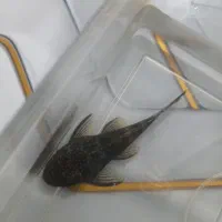 یک‌عدد‌ماهس‌لجن‌خوار