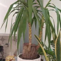نخل یوکا(بونسای 30 ساله) یک سوم قیمت|گل و گیاه طبیعی|پاکدشت, پاکدشت (مامازند)|دیوار