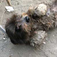 واگذاری سگ شیتزو تیرییر ماده|سگ|سرخرود, |دیوار