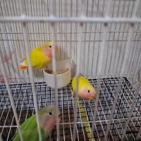 طوطی برزیلی