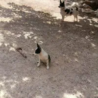 پاکوتا سرابی|سگ|آذرشهر, |دیوار