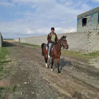 اسب باشگاهی نریون ‌تاخت