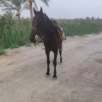 اسب رهوار برای فروش
