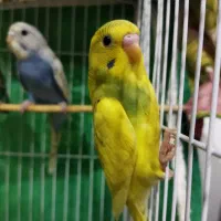 مرغ عشق|پرنده|رشت, حمیدیان|دیوار