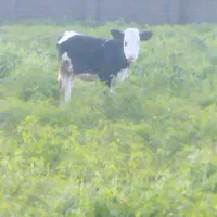 فروش گاو گوساله|حیوانات مزرعه|چاف و چمخاله, |دیوار