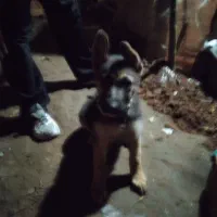 توله ژرمن|سگ|لاهیجان, گلستان|دیوار