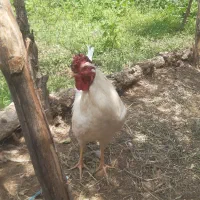 ۲تاخروس گلین درشت جوان سن زیریک سال داشت وکشت