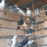 سلام دوستان کفتر چ ا ه س ت ان|پرنده|تخت, |دیوار