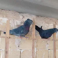 ۶جفت کبوتر پرشی