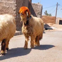 دو راس میش اصل بختیاری|حیوانات مزرعه|شوشتر, |دیوار