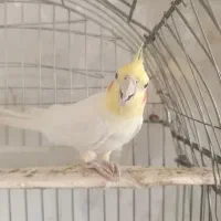 عروس هلندی مولد نرماده