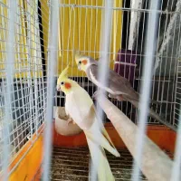 عروس هلندی|پرنده|دالخانی, |دیوار