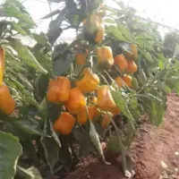 اجاره-گلخانه