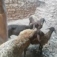 میش جوان