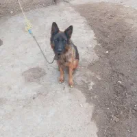 واگذاری سگ|سگ|دزفول, |دیوار