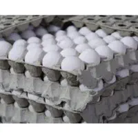 پخش تخم مرغ درجه ۱