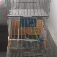 قفس پرنده
