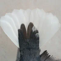 کلاغ دم سفید