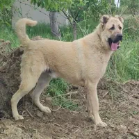واگذاری سگ سرابی