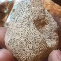 فسیل مرجان|کلکسیون اشیاء عتیقه|مبارکه, |دیوار